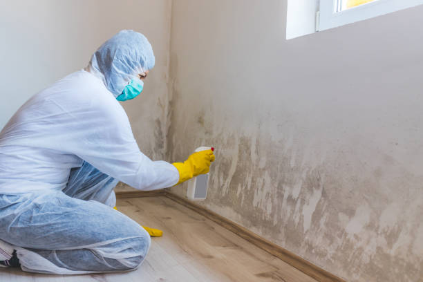 Biohazard Mold Removal in White City, FL